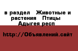  в раздел : Животные и растения » Птицы . Адыгея респ.